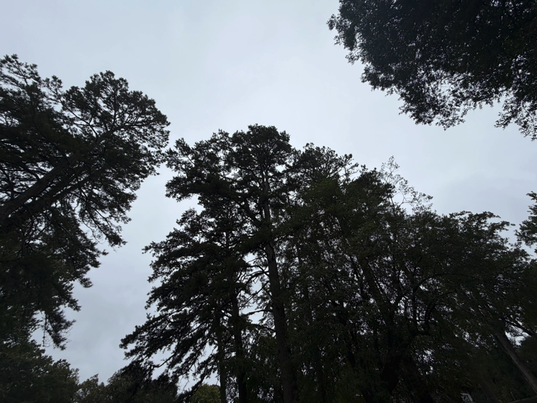 Charlotte’s tree rules are taking root (Charlotte Ledger)